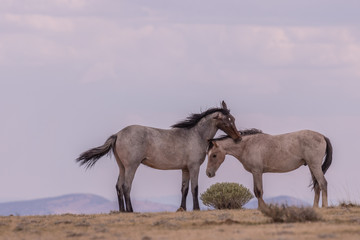 Sticker - Wild Horse Stallions Facing Off in the Desert