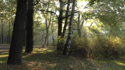 Sticker - The path in the woods. The rays of the sun among the trees. 4K, UHD, 50p, Cinematic,Wide angle,