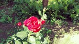 Fototapeta Tęcza - róża