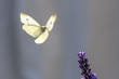 Schmetterlinge am Lavendel