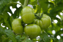 Green Tomatoes On A Branch