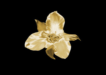 Wall Mural - Golden Flower on a black background. 