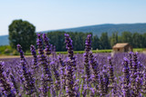 Fototapeta  - Lavender Field in Provence