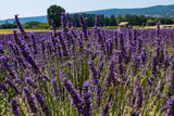 Fototapeta  - Lavender Field in Provence