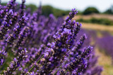 Fototapeta  - Lavender Field in Provence 