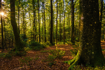  Forest