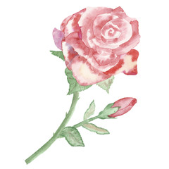 Happy Valentine's day cards, typography, pink rose background, watercolor hand painting.