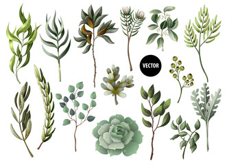 Wall Mural - Set of greenery leaves herb and succulent in watercolor style. Eucalyptus, magnolia, fern and other  vector illustration.