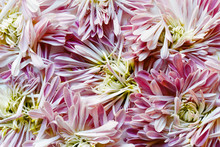 Close Up Of Pink Chrysanthemum Petals