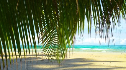 Wall Mural - Coconut palm tree under blue sky on tropical beach and sea