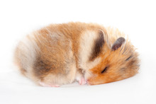Cute Funny Syrian Fluffy Hamster Lies And Sleeps