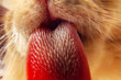 Cat tongue licking camera lens, papillae visible
