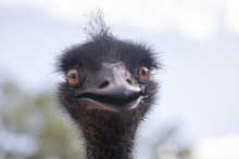 Portrait Of A Wild Emu (Dromaius Novaehollandiae). Australia