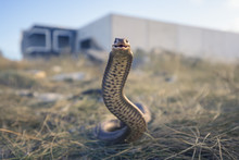 Wild Eastern Brown Snake (Pseudonaja Textilis) From Melbourne, Australia