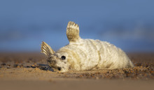 Wild Grey Seal Pup (Halichoerus Grypus) In UK