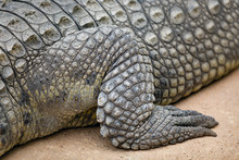 Alligator Leg