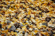 Golden autumn leaves in grey rocks