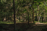 Fototapeta Na ścianę - path in the forest