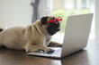 © Phatthida - Adorable pug dog wearing red glasses lay on floor and working on laptop .