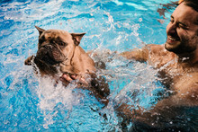 A Terrified French Bulldog Swimming In A Pool