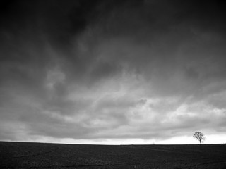 Single tree on the field.