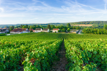 Wall Mural - Row vine grape in champagne vineyards at montagne de reims countryside village background, France