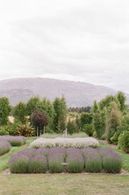Lavender Farm In Bloom