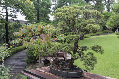Plakat Japonia drzewka tradycyjni mali bonsai w ogródzie, wśród dużego trawnika i drzew