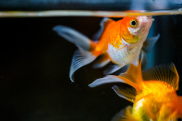 Goldfish floating in an aquarium at home