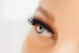 Fototapeta Panele - Female eye with extreme long false eyelashes and black liner. Eyelash extensions, make-up, cosmetics, beauty