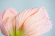 © kknox/Stocksy - close up image of pink poppy petals