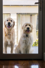 Large Dogs At The Back Door, The Door Is Messy From Their Bodies