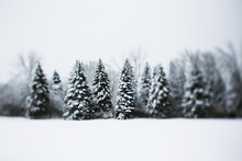 A Row Of Tall Pine Trees Covered With Snow On A Cold Winter Day