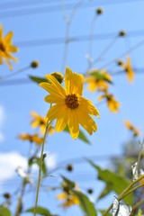 Close-up of Jerusalem Artichoke Flowers, Sunroot, Nature, Macro