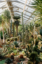 Cactuses In The Botanical Garden