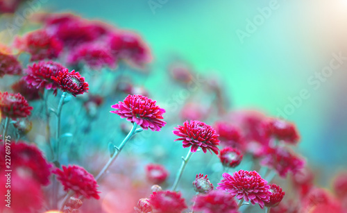 Chrysanthemum flowers blooming in a garden. Beauty autumn flowers. Bright viv...