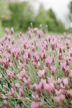 Lavender Farm In Bloom