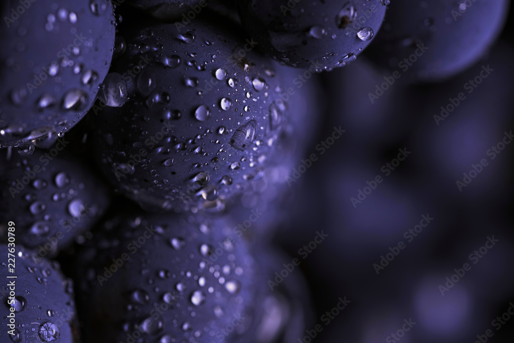 Close up, berries of dark bunch of grape with water drops in low light isolated on black background - obrazy, fototapety, plakaty 