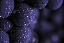 Close Up, Berries Of Dark Bunch Of Grape With Water Drops In Low Light Isolated On Black Background