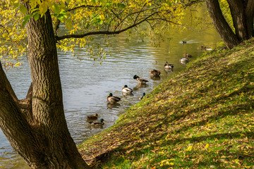 Wall Mural - ducks in the pond in the autumn trees in the park