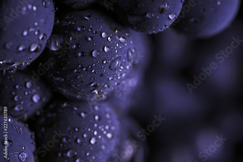 Photographie Close up, berries of dark bunch of grape with water drops in low light isolated