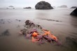 © Dene' Miles - Colorful star fish exposed on the Oregon coast at extreme low tide