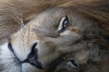 Wall Mural - Extreme close up portrait of African lion