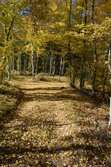 Poster - Waldweg im Herbst