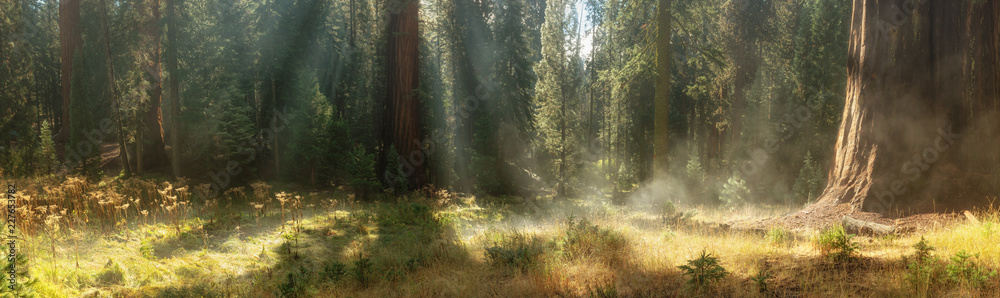 Morning in Sequoia National Park, USA - obrazy, fototapety, plakaty 