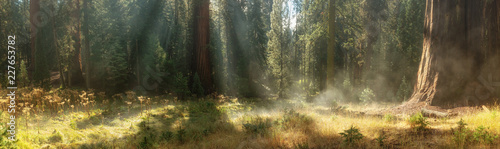Morning in Sequoia National Park, USA