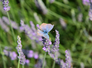 Poster - papillon bleu