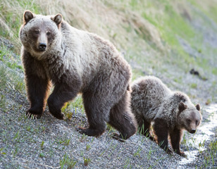 Wall Mural - grizzly bear