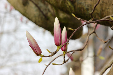 Wall Mural - pink flowers on tree