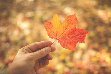 a man holds a maple leaf in his hand against the foliage